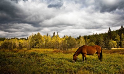 лошадь конь лес поляна