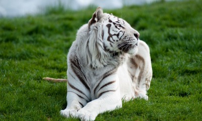 тигр белый трава