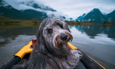Озеро лодка собака