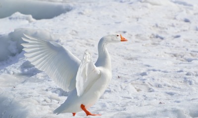 Белый гусь снег крылья