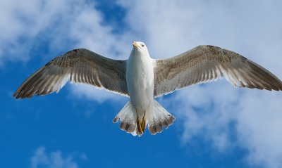 чайка полет небо