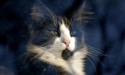 черно-белый кот мордочка усы