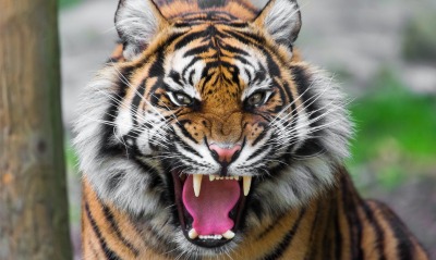 тигр пасть хищник
