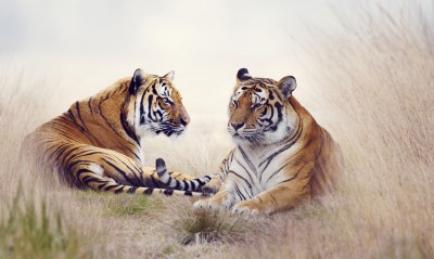 тигры, поле