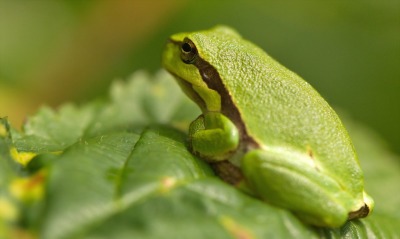 природа животные лягушка зеленый