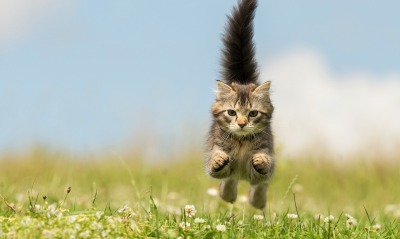 Котенок прыжок трава поле
