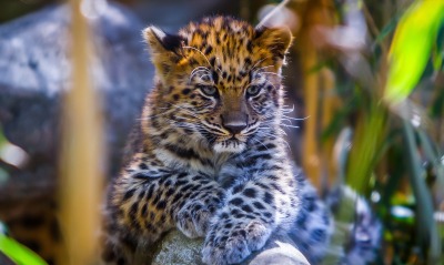 маленький леопард мордочка