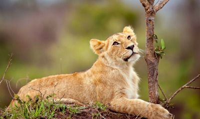 природа животные львица
