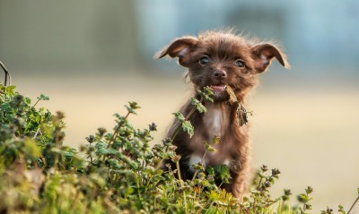 собака трава маленькая