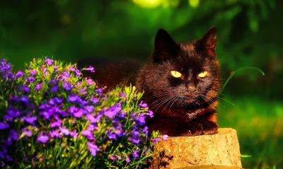 природа животные кот черный цветы