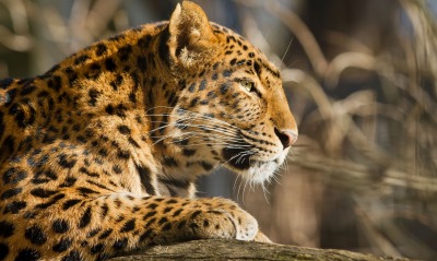 Леопард хищник взгляд