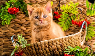 природа животные кот рыжий