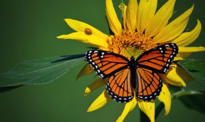 бабочка цветок желтый