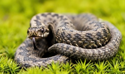 змея пресмыкающееся трава