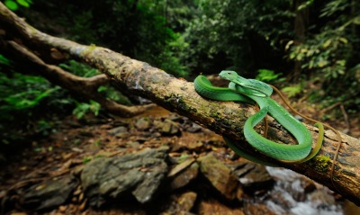 природа животные змея деревья