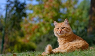 природа животные кот рыжий