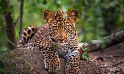 природа животные леопард