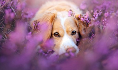 собака мордочка полевые цветы