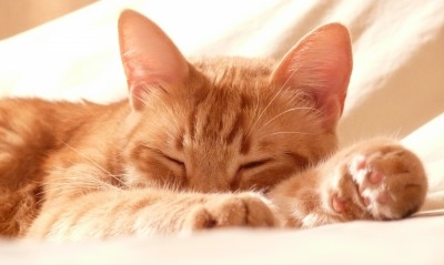 кошка мордочка постель