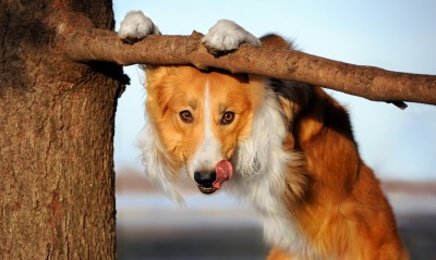 собака дерево ветка