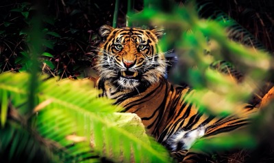 тигр хищник лес