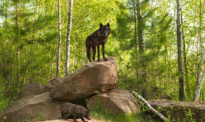 волк черный камни лес