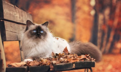 природа животные кот осень
