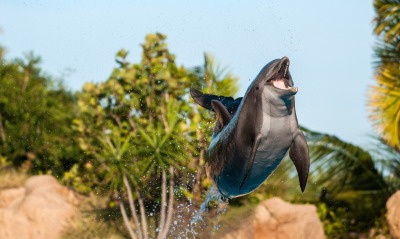 дельфин прыжок брызги