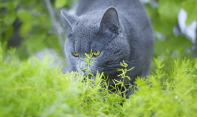 Кошка русская голубая трава