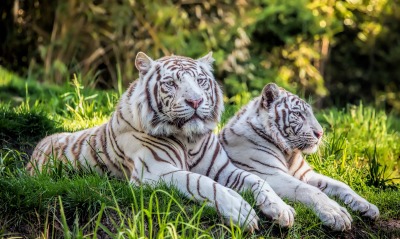 тигры трава природа