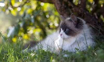 кот под деревом трава