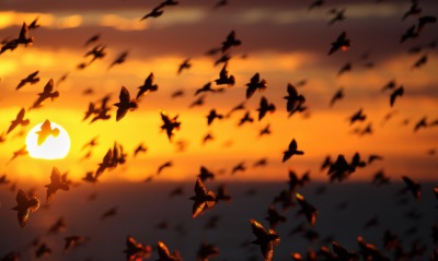 стая птиц закат