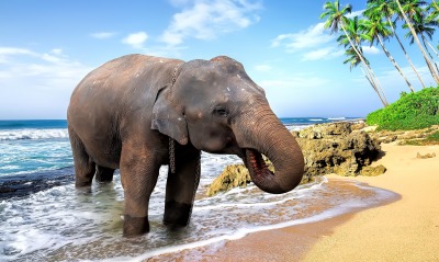 слон берег пляж