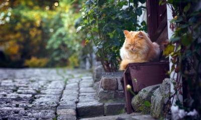 кошка сонная скамейка брусчатка