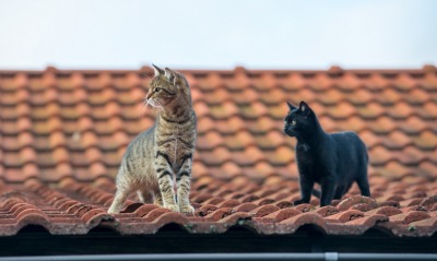 коты, крыша