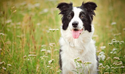 собака трава полевые цветы