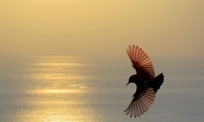 птица полет крылья море небо закат