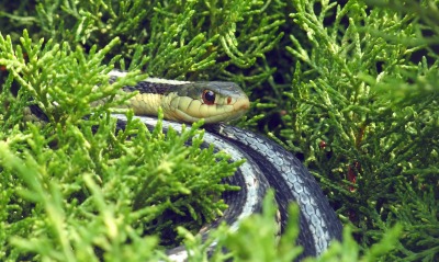 змея растительность