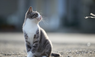 кошка солнце асфальт