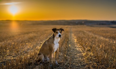 собака поле закат небо