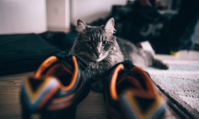 кошка кроссовки пол