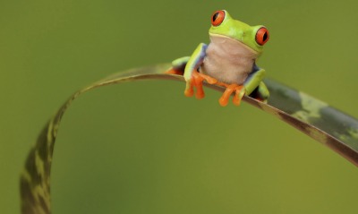 жаба лист фон