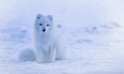 песец снег лисица