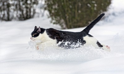 кошка, снег