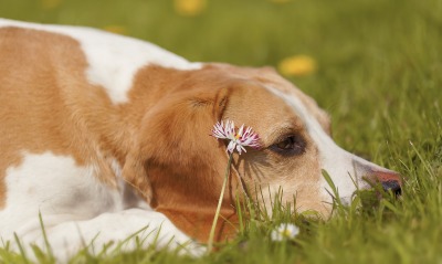собака трава лужайка