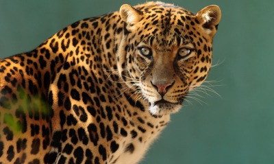 леопард хищник