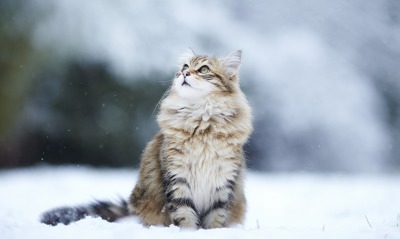 кот снег взгляд