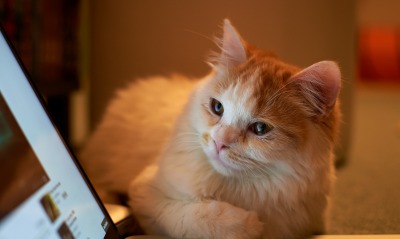 кот ноутбук