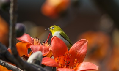 Желтая птица на ветке с цветами