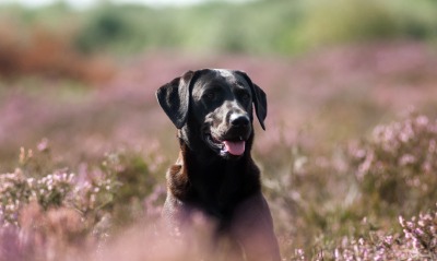 собака поляна цветы